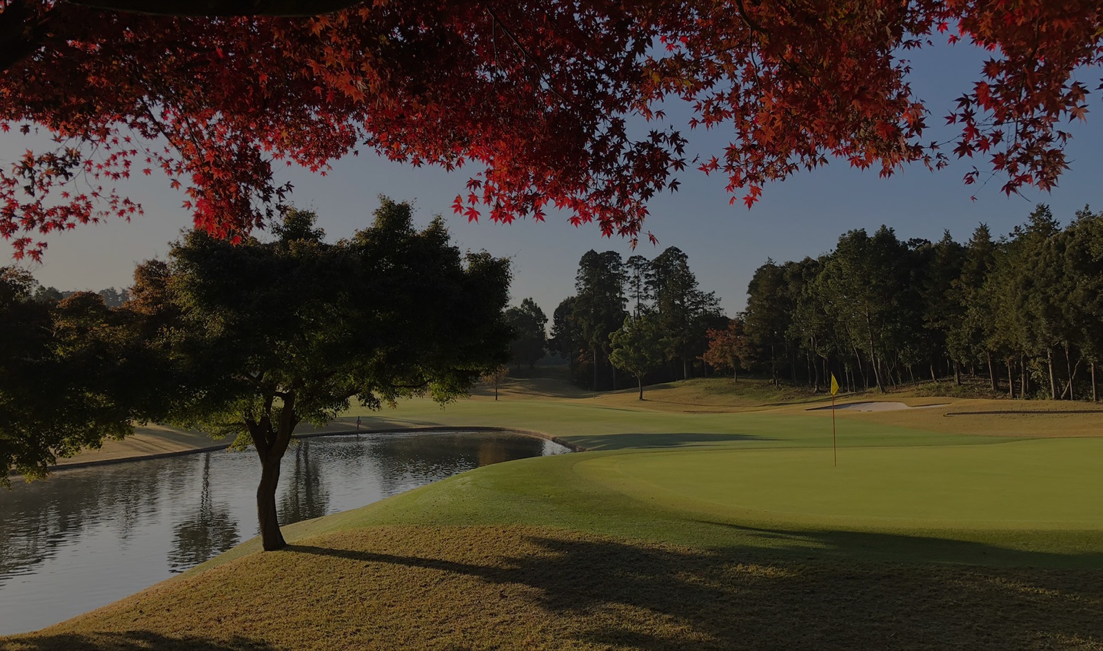 Autumn maples over the green at Camellia Hills Country Club